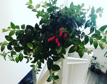 Planta pintalabios rastrera extragrande (epífita): florece en primavera y en verano si se poda. Flores rojas.