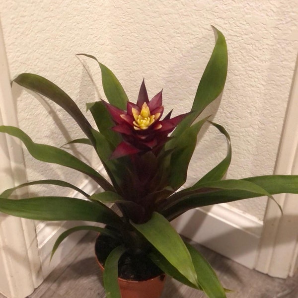 6 inch tall BROMELIAD Francesca- magenta and yellow flowers grown indoors. soiless , water the flower cups! hard to find