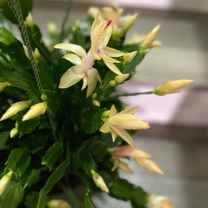 6 inch  pot-Schlumbergera truncata -Holiday  Cactus - Limelight dancer - light yellow blooms