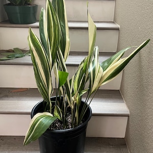 golden pothos is money plant Golden Money Plant With Self Watering Pot main image 0