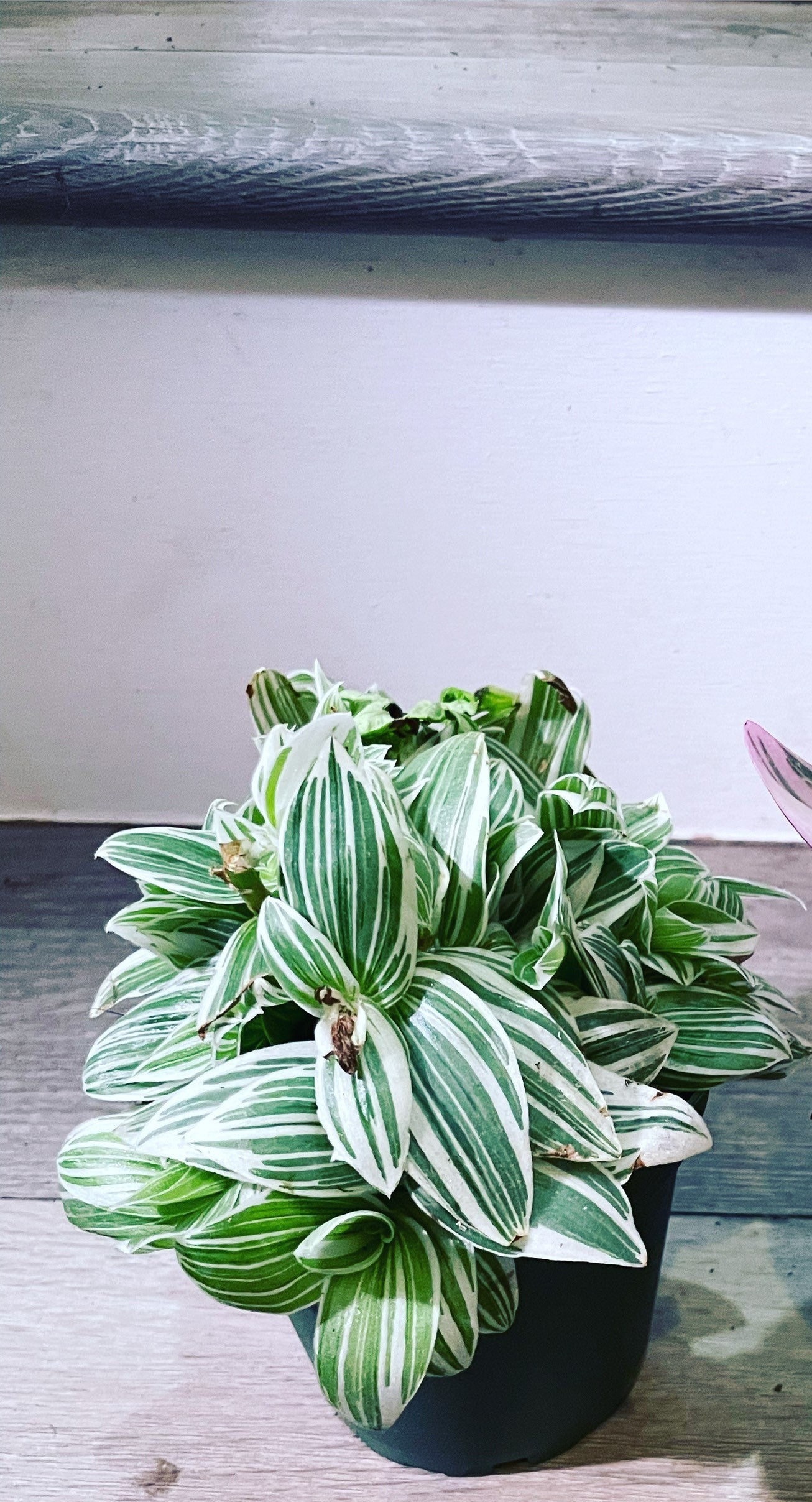 hederaceum variegata Philodendron HEDERACEUM VARIEGATED