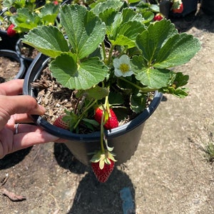 fruiting ever bearing strawberry -perennial-similar to photo not exact- sequoia ,seascape,Albion  -growers choice