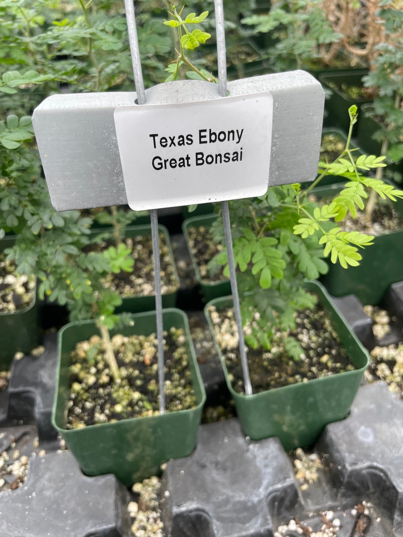PlantTipz Texas Ebony - Thumbnail 2
