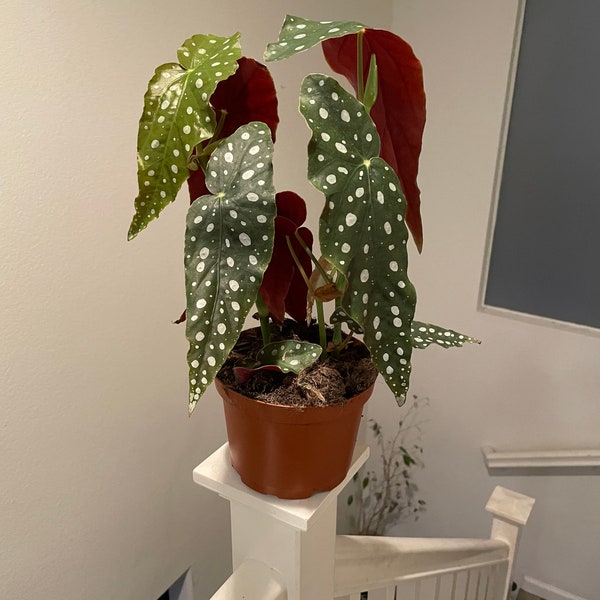 1ft tall 6 inch potted live plant -Begonia Maculata-Begonia Wightii |Spotted Begonia