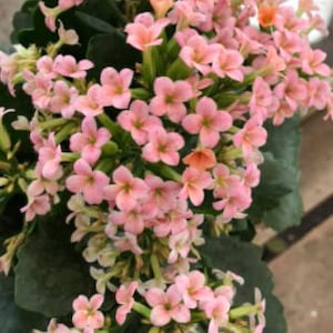 4 inch Live potted -Salmon -Pink Kalanchoe blossfeldiana