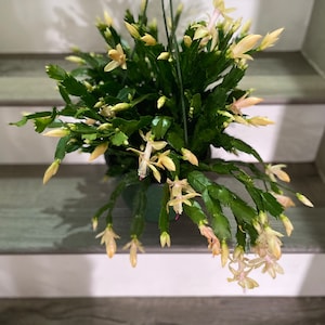 XXL 8 inch  pot-Schlumbergera truncata -Holiday  Cactus - Multiple colors to choose from -Blooms Nov-January