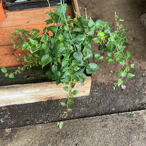 Elegant Trailing Vine-Hedera Helix Scutifolia -sweet heart Ivy  -Live Plant, Indoor/Outdoor Air Purifier-heart shape leaf