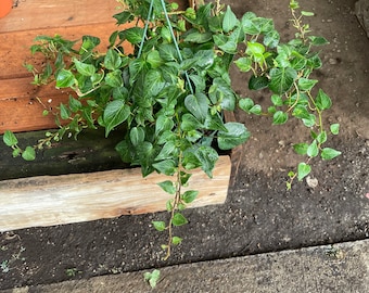 kunstpflanze garten Coradoma® Sichtschutz Hecke Kunstpflanze in 5 Größen 100-180cm