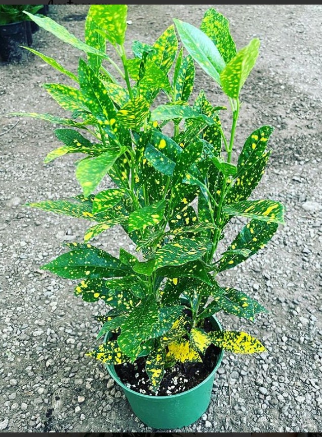 Large 6 Inch Pot Gold Dust Croton Yellow and Green Indoor/outdoor Air