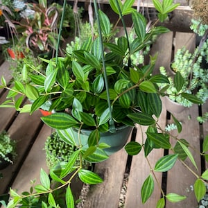 May include: A hanging basket of Peperomia plants with green and yellow striped leaves. The plant is in a green plastic pot and is suspended by green wire hangers. Other plants are visible in the background.