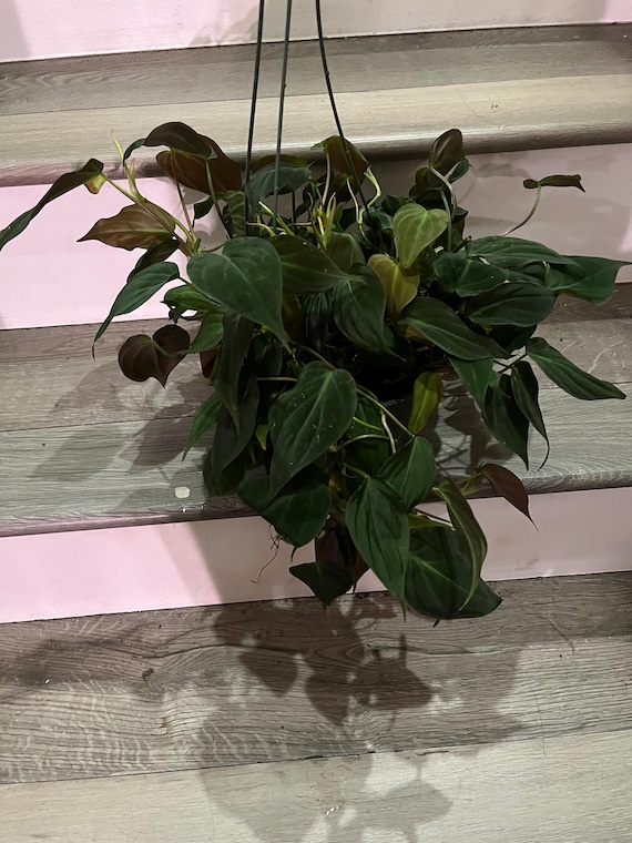 Philodendron Velvet - Philodendron Micans - Easy to Care Houseplants 6" Pot / Nursery Pot by Succulents Box