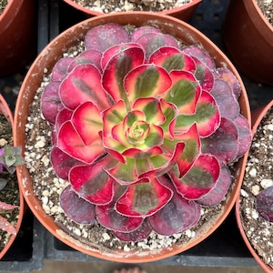 4 inch pot -Aeonium Pink witch rooted 1 head - ships with pot-starter plant 3 inches wide image 7