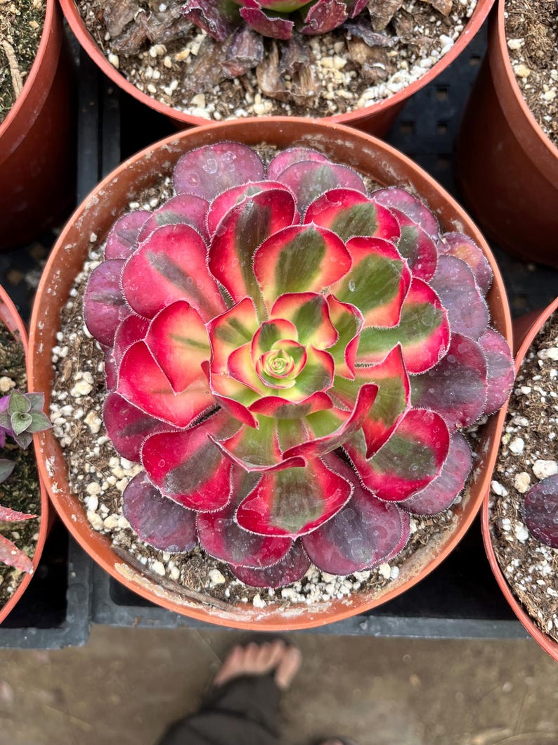 4 inch pot -Aeonium Pink witch rooted 1 head - ships with pot-starter plant 3 inches wide image 7