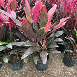 X Large 2-3-ft Cordyline red sister-wide leaves similar to picture not exact image 2
