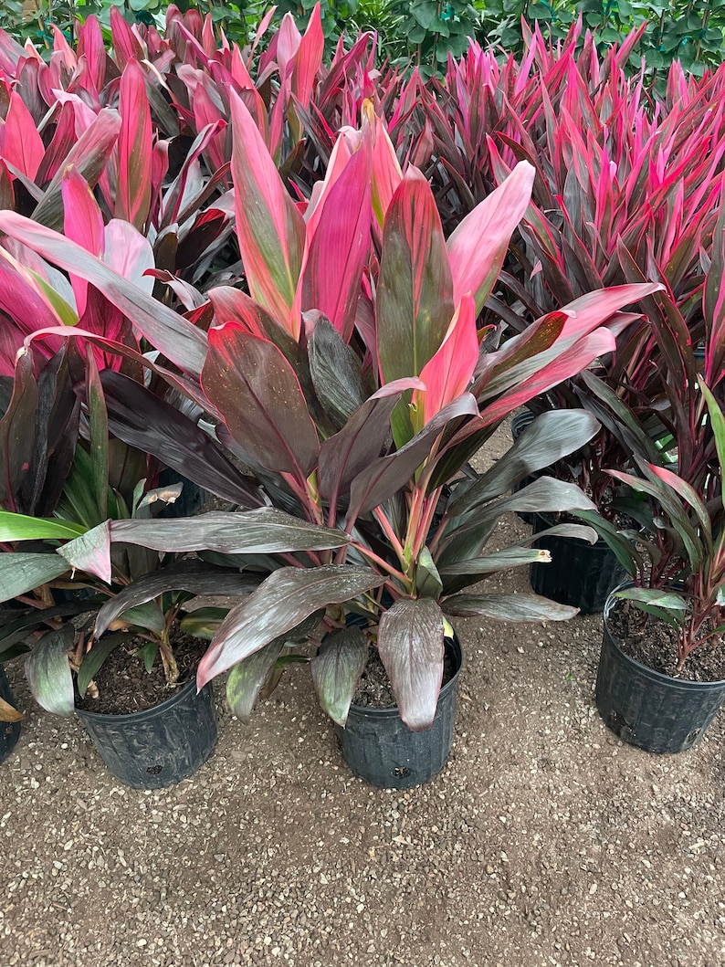 X Large 2-3-ft Cordyline red sister-wide leaves similar to picture not exact image 2