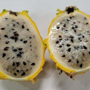 Xl 3-4 ft   tall   -fruiting size  yellow flesh-white flesh   dragon fruit-Selenicereus megalanthus
