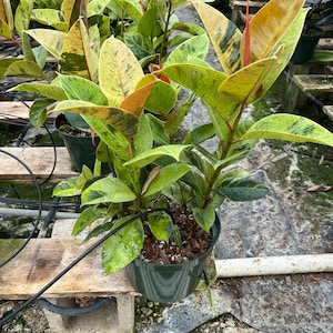 XL 2ft   - Ficus  Elastica  Shivereana - moonshine -not exact plant- full multiple plants per pot