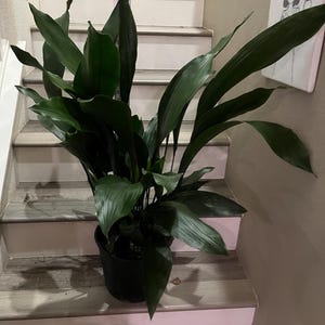 May include: A lush green cast iron plant with long, pointed, dark green leaves growing from a black plastic nursery pot. A pink measuring tape is visible behind the plant, showing a height measurement of approximately 41 inches from the base.