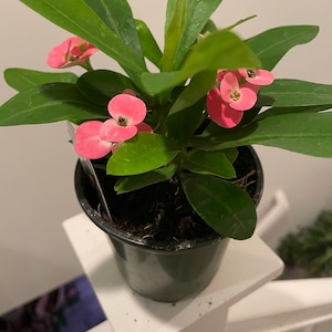4 inch potted crown of thorns-pink color