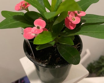 4 inch potted crown of thorns-pink color