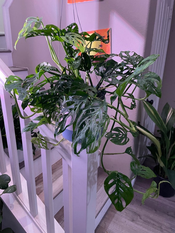 XL 6 Inch Pot -1-2ft Trailing-monstera Adansonii-swiss Cheese