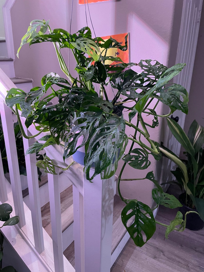 XL 6 Inch Pot -1-2ft Trailing-monstera Adansonii-swiss Cheese-depends ...