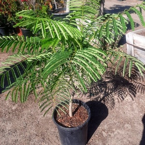 XXL- 6-7ft Delonix regia fern-like leaves flamboyant right orange-red flowersIn-royal poinciana, flamboyant-phoenix flower-ships dormant