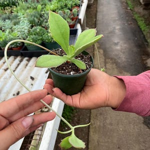 May include: A small green potted succulent plant with large, light green leaves and a long, thin stem. The plant is held in a dark green pot, with other plants visible in the background.
