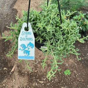 May include: A hanging plant with green leaves, labeled "String of Dolphins".