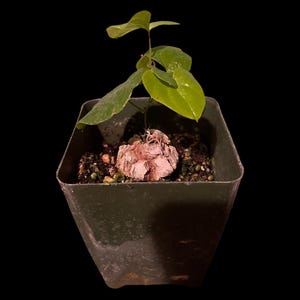 dioscorea elephantipes- similar not exact plant