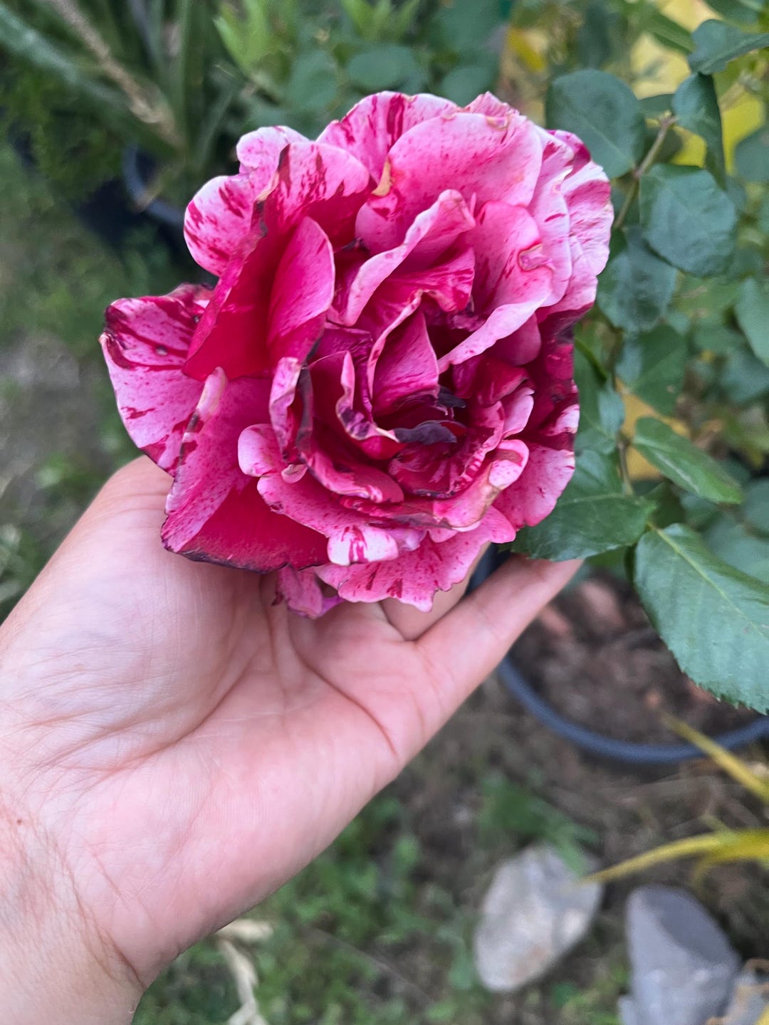 Variegated Pink and White Roses - Large Blooms -ready to Plant and ...