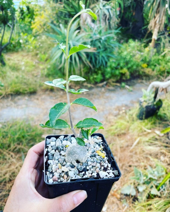 Fockea Edulis- Bonsai - Caudex-easy Care-similar to Photo Not Exact-  Multiple Size Options ! - Etsy Israel