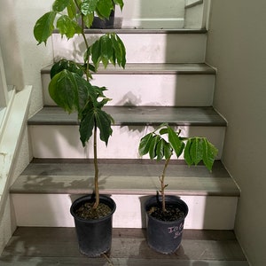 May include: Two potted plants with green leaves on a set of wooden stairs. The larger plant is on the left and the smaller plant is on the right. The smaller plant has a tag that says "To Grow Big".