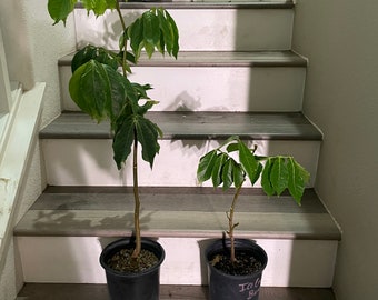 XL 5ft  Cream Bean Tree. Edible  cotton candy like fruit-These are acclimated outdoors, grown in full sun. Nitrogen fixer