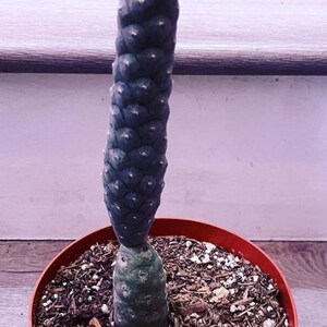 May include: A tall, dark green cactus with a segmented, knobby texture grows in a terracotta pot filled with brown soil and small white rocks.