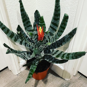 XL 1ft-Variegated Bromeliad easy care keep water in flower cup hard to find Rare Aechmea chantinii black-Rebecca image 1