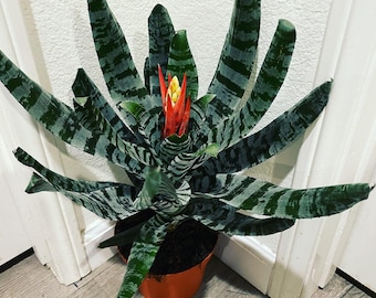 XL- 1ft-Variegated Bromeliad- easy care keep water in flower cup! hard to find Rare! Aechmea chantinii black-Rebecca