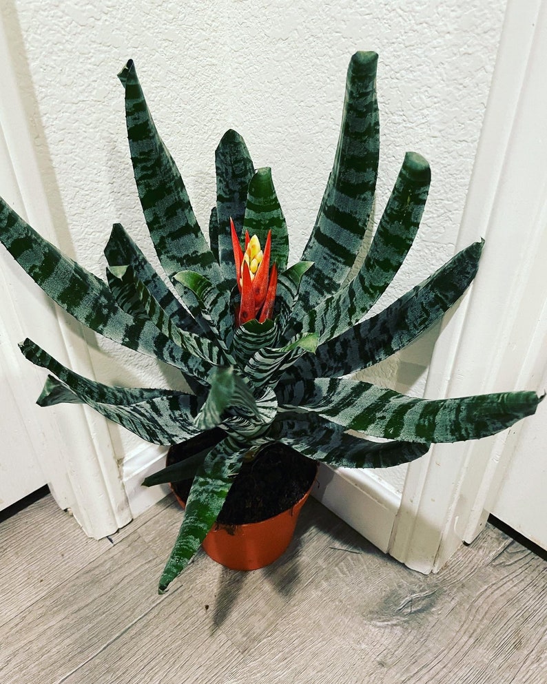 XL 1ft-Variegated Bromeliad easy care keep water in flower cup hard to find Rare Aechmea chantinii black-Rebecca image 1