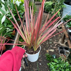 Dracaena Marginata Colorama-air  purifier-easy care-similar to picture 2 sizes pink plant- 1 plant with growers pot
