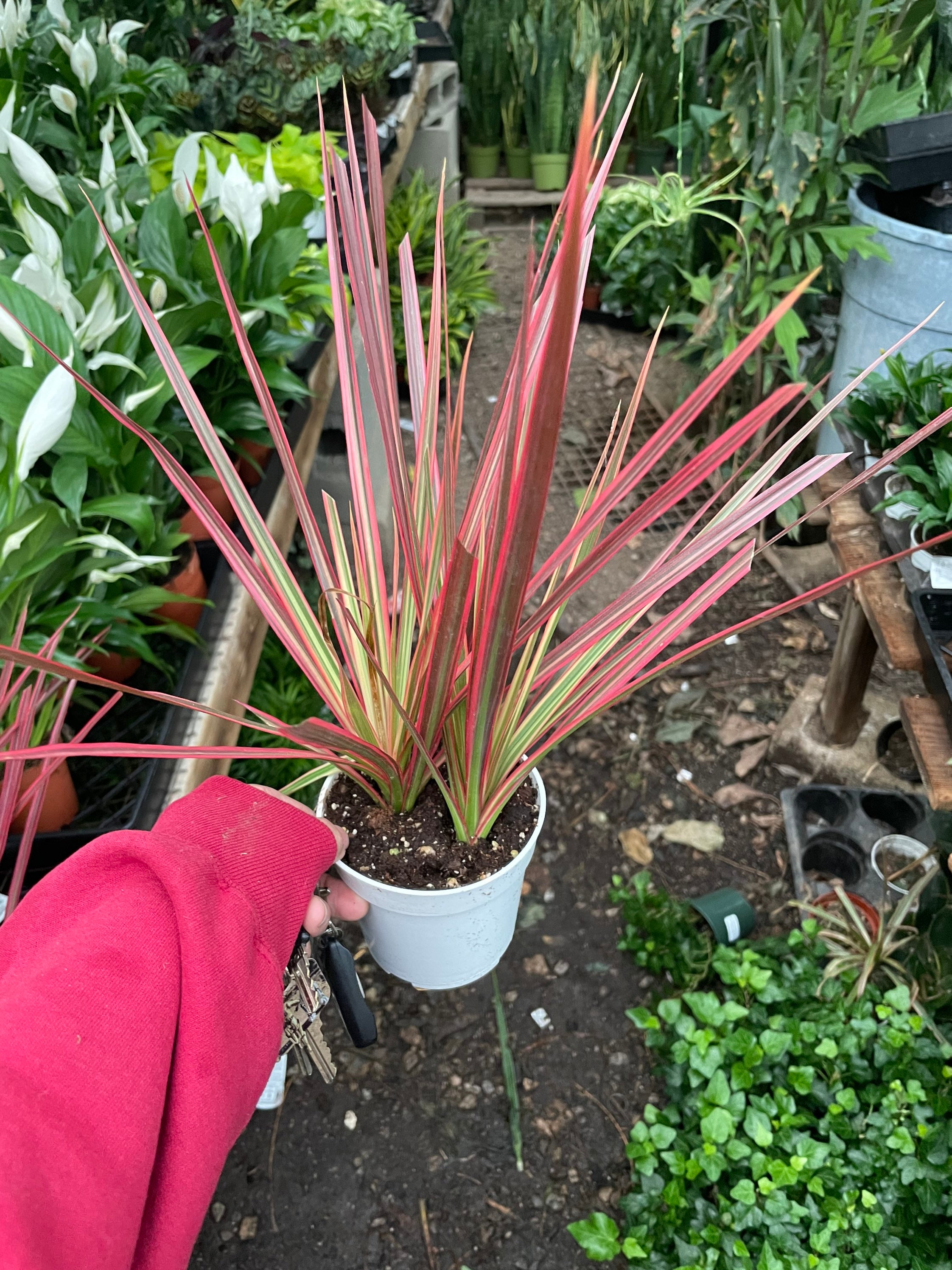 Dracaena Marginata Colorama-air Purifier-easy Care-similar to Picture 2  Sizes Pink Plant- 1 Plant With Growers Pot - Etsy