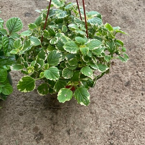 Large 6 inch pot - Variegated creeping Charlie  Vine- pilea nummulariifolia-evergreen trailing indoors or outdoors-easy care