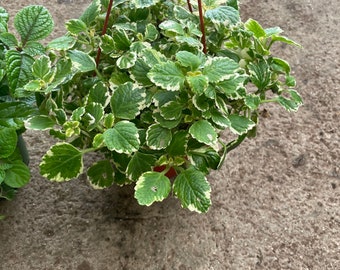 Large 6 inch pot - Variegated creeping Charlie  Vine- pilea nummulariifolia-evergreen trailing indoors or outdoors-easy care