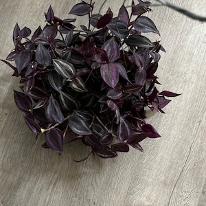 May include: A hanging plant with dark purple and green leaves. The plant is in a pot and is hanging from a wire.