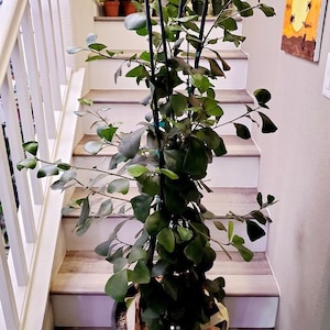 May include: A large green plant with dark green leaves growing up a set of wooden stairs. The plant is in a brown pot and is being supported by a set of black metal stakes.