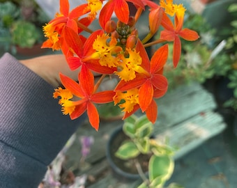 XL -1ft tall -Orange /Yellow    Epidendrum Orchid