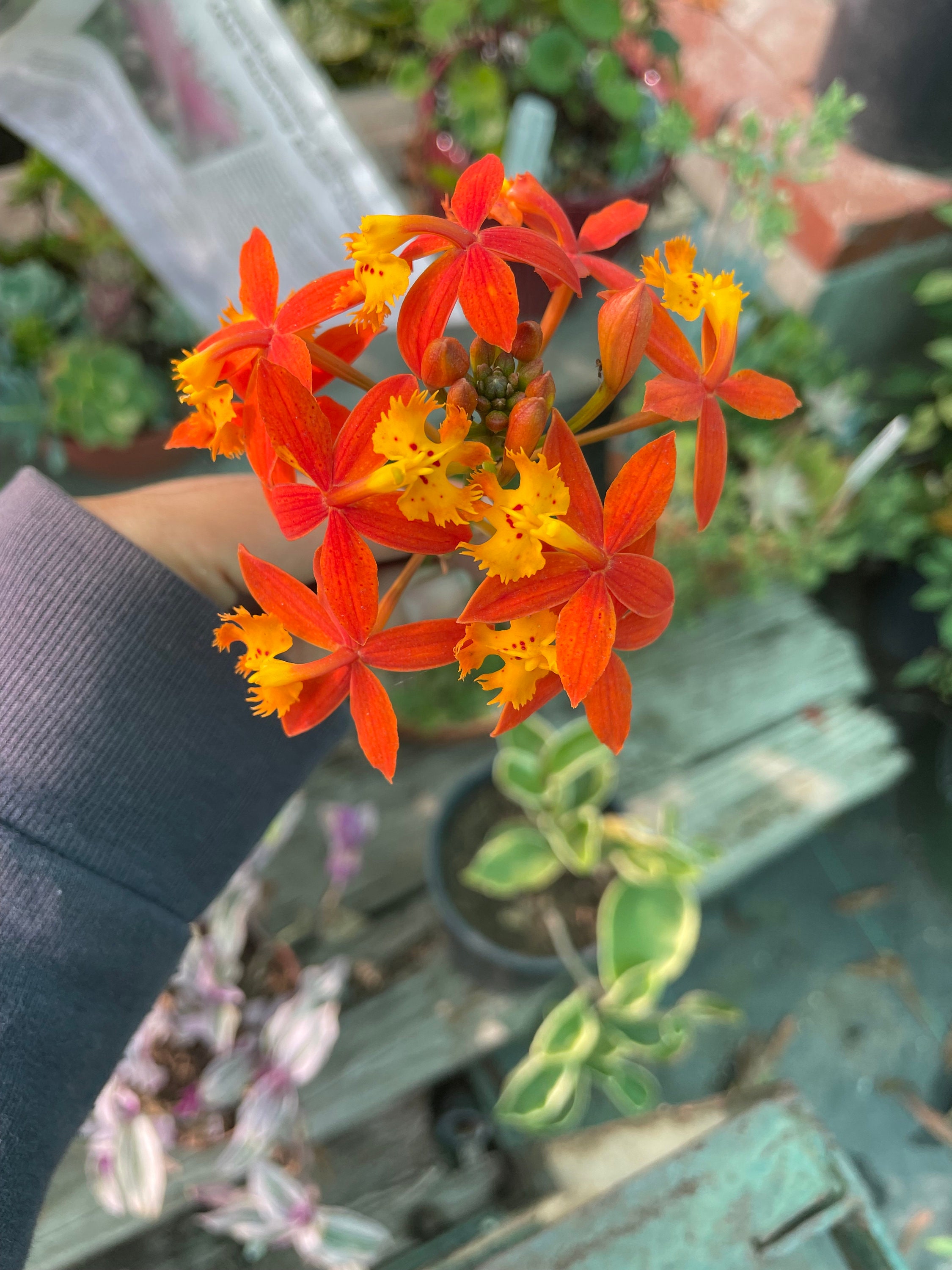 XL -2ft Tall -orange Blooms Epidendrum Orchid-similar Not Exact - Etsy