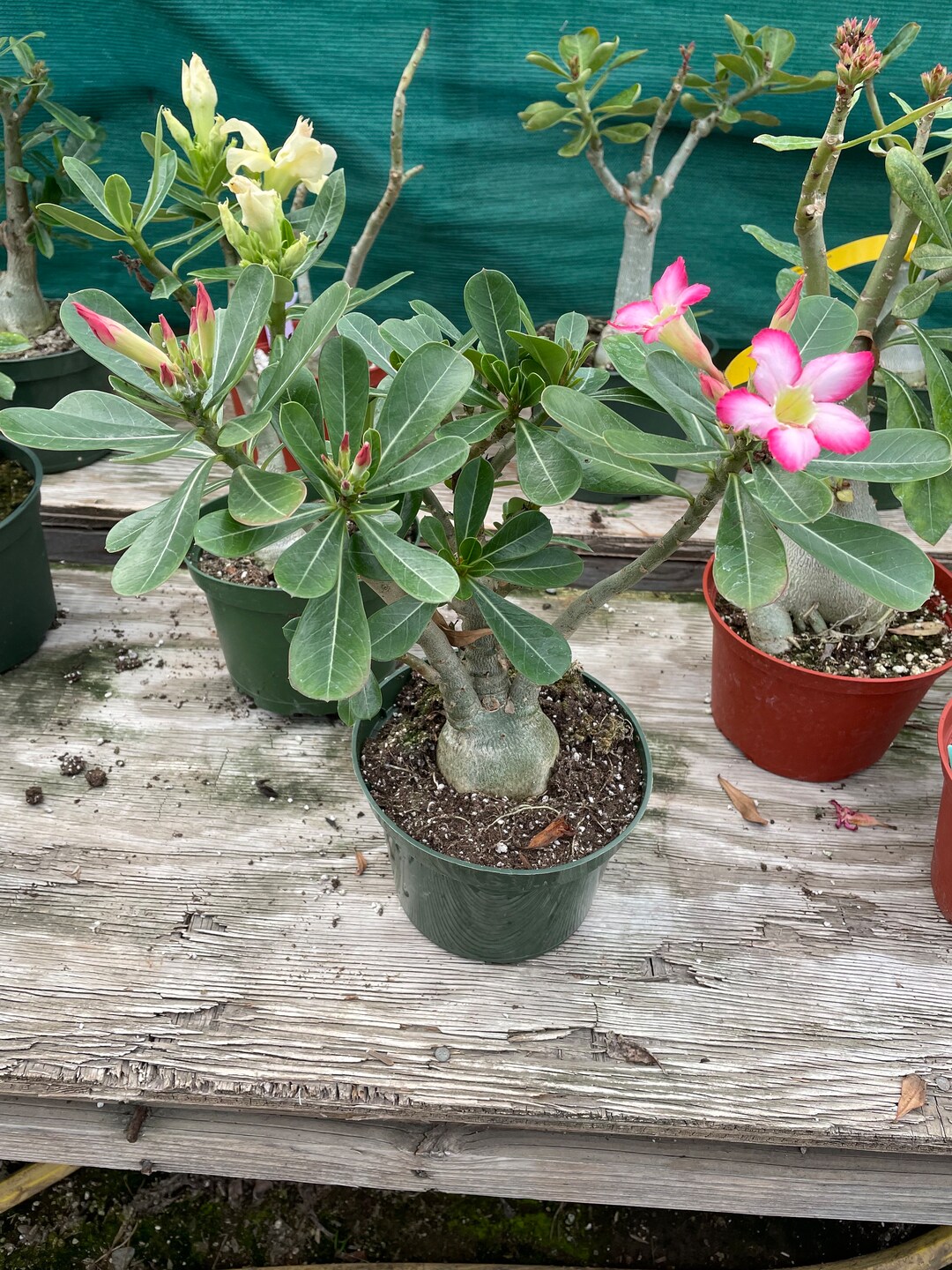 Large Blooms Desert Rose Caudex Bonsai Starter blooming Pink . Adenium