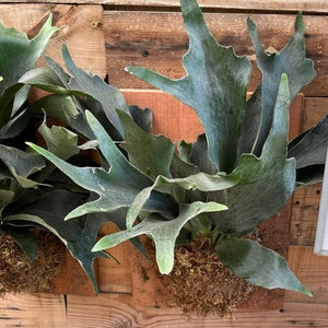 XL -16 by 6 Mounted Staghorn fern on red wood - similar to photo not exact-Platycerium bifurcatum-elkhorn fern -easy care