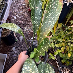 May include: A potted Aspidistra elatior plant, also known as a cast iron plant, with long, green leaves speckled with white spots. The plant is in a black plastic pot, held by a person's hand. Other plants are visible in the background.
