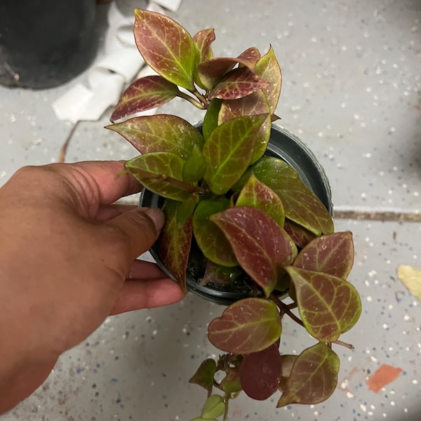 Prestress red -Hoya sunrise- similar to photo not   exact plant -3 inch pot . Prestress will have red leaves !  Hard to find